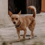 CDMX exige registro obligatorio de mascotas: multas superan los 2 mil pesos