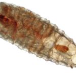 Yucatán reporta quinto caso humano de gusano barrenador