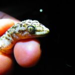 Descubren reptil endémico en Reserva Tehuacán-Cuicatlán