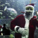 Santa buzo del Aquarium de Veracruz: estos son los únicos días para verlo