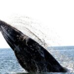 Ballenas grises en México: Conanp reporta solo 15 crías nacidas en Baja California Sur