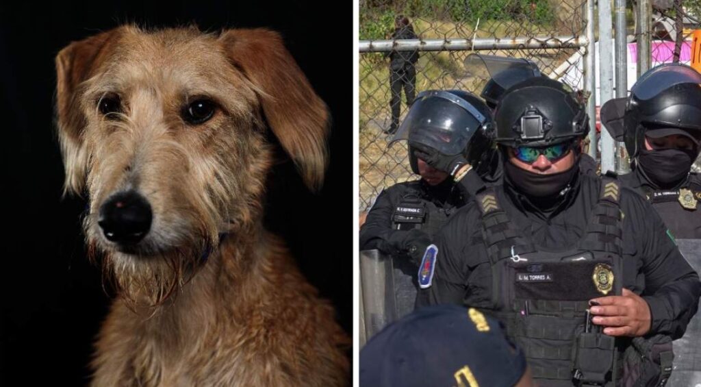 WhatsApp Image 2026-01-29 at 09.51.27