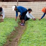 Estados Unidos invertirá 40 millones de dolares en un centro de investigación agrícola en México