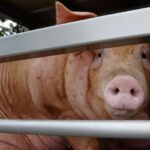 Incendio en granja porcícola en Estados Unidos deja sin vida a 6 mil cêrdôs