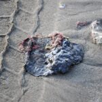 Fuga en oleoducto provocó derrame de crudo en el Golfo de México: Pemex