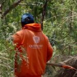 Retiro de lirio en el Querétaro 2000 concluirá la próxima semana