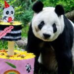 La panda Xin Xin celebrará su cumpleaños número 36