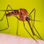 Detectan caso importado de malaria en Jalisco durante el Mundial 2026