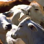 Llegada del gusano barrenador a Sinaloa no afectará a consumidores, afirman autoridades