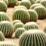 Multa de más de 300 mil pesos por usar este ingrediente en el chile en nogada