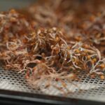 Descubren en el sargazo una respuesta prometedora para combatir la variante más letal de la malaria