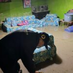 Atiende Protección Civil afectaciones por lluvias y granizo en Puebla