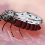 Muere en Francia un hombre infectado con el virus shamonda