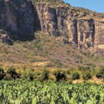 Producción agrícola en Morelos: líder nacional en cinco cultivos